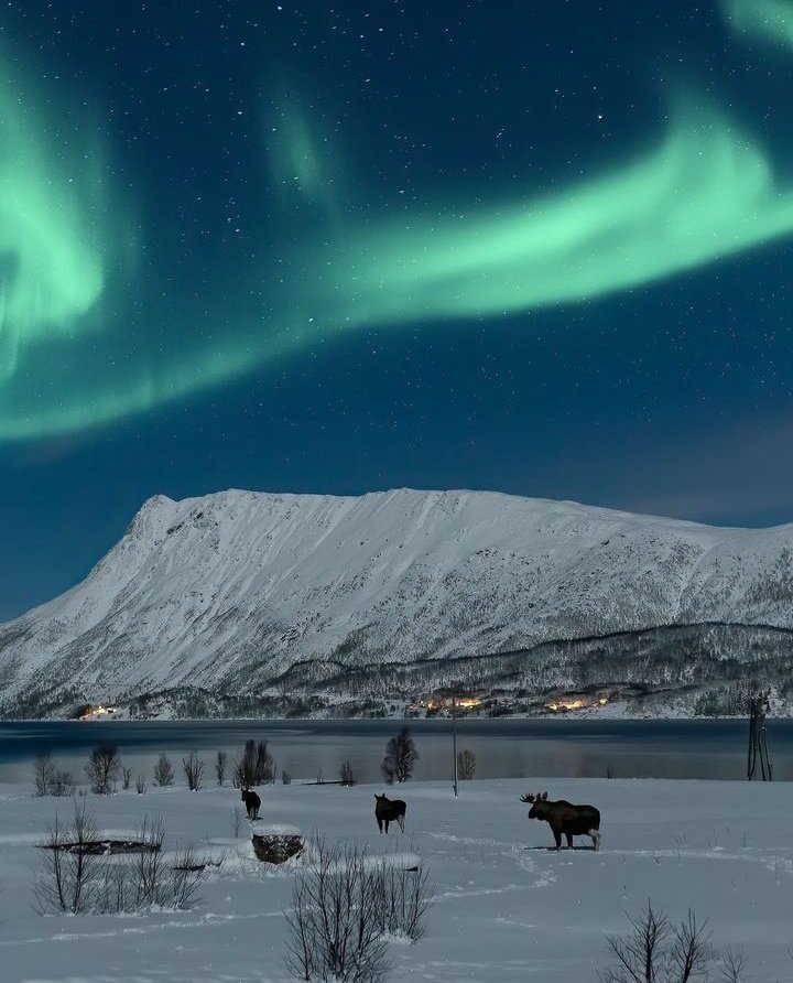 Moose under the northern lights Norway 🇳🇴