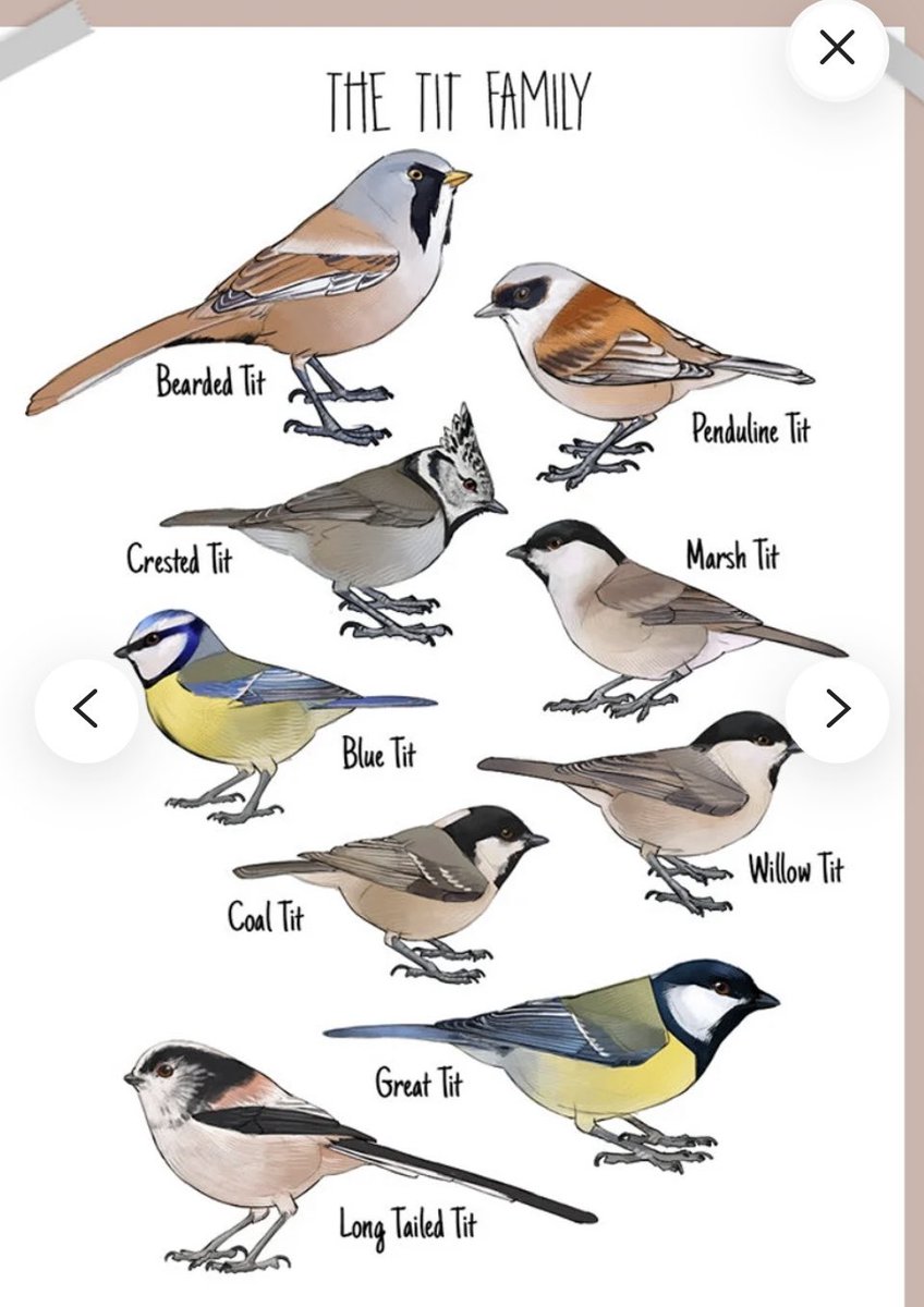 UdderlyInsane's tweet photo. @maliburoadmovie The Blue Tit is my personal favorite! ❤️ https://t.co/p8dMPCLACX