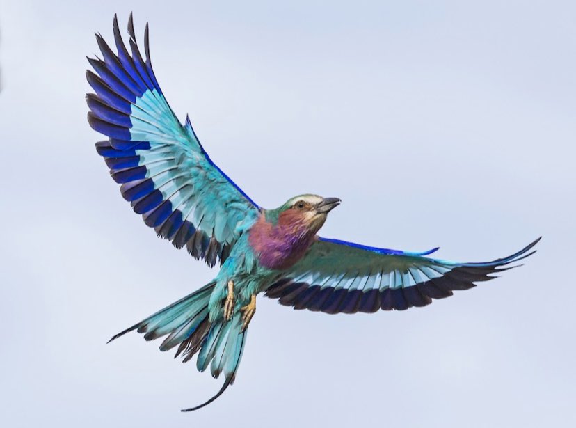 Dan Baldassarre tweet media