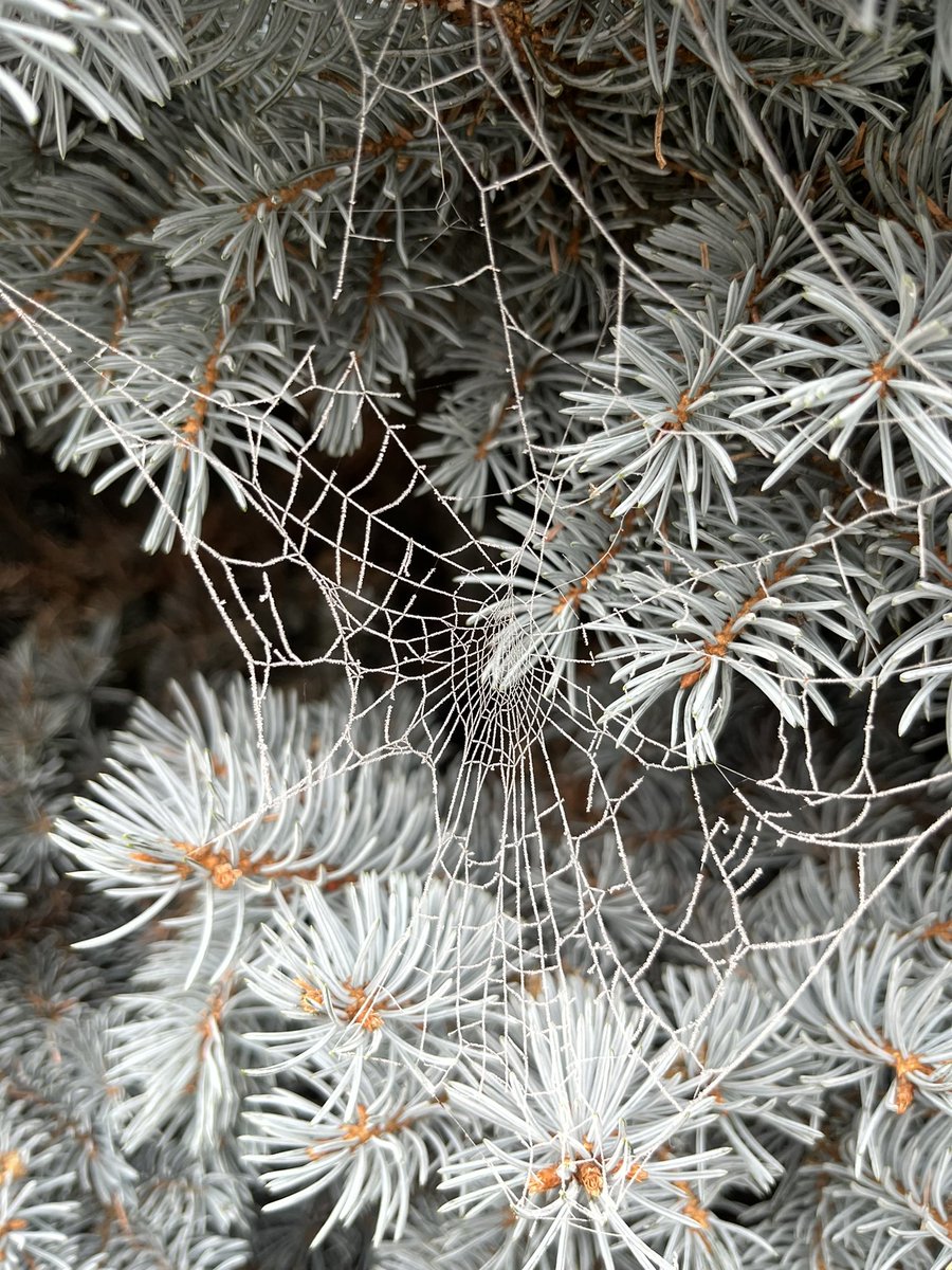momof2andahalf's tweet photo. #EachDayATree mal anders
#PleaseHelpFaraz und all den vielen anderen, die so schwer kämpfen müssen mit
#MECFS #LongCovid #PostCovid #PostVac https://t.co/ll0qrC5ZlI