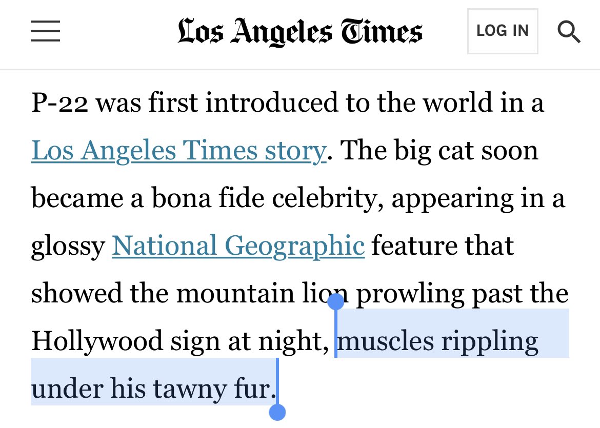 von_owie's tweet photo. The LA Times gave P-22 a stirring Hollywood obituary that most actors only dream of. https://t.co/tg8kMlv6m3