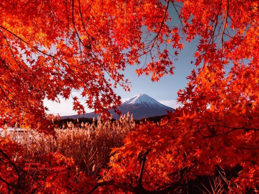 ruben_corella's tweet photo. #japan #japon #beautiful #belleza #redtrees #redpower #japanessegarden #gardens #rouge #fuji #mountfuji #fujimountain #travel #landscape #landscapephotography #landscaping #japones #sayonara #lavieenrouge #foto #amazing https://t.co/d6l0wErMrF