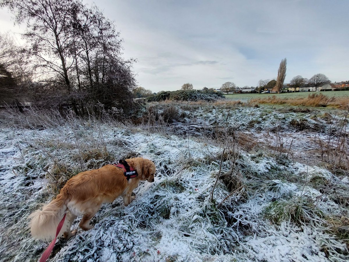 holtona72's tweet photo. A frosty morning walk with the pup. A day too late for #FluffyButtFriday maybe #WeekendWalkies 🤔
#GRC #RetrieversOfTwitter #GoldenRetrievers #DogsOfTwitter @GoldretrieverUS 🐕🐾😊 https://t.co/1hd6deZDiC