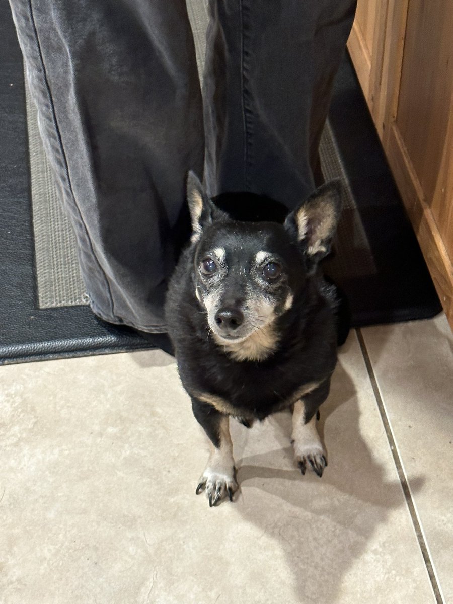 KikkoGuy's tweet photo. my sweet little old man passed away yesterday, he was the best and the sweetest little man ever and i will miss him forever. 105 in dog years is a long time and what an amazing 105 dog years it was. I love you so much wiki and always will, rest easy. https://t.co/0ZowNfNz8A