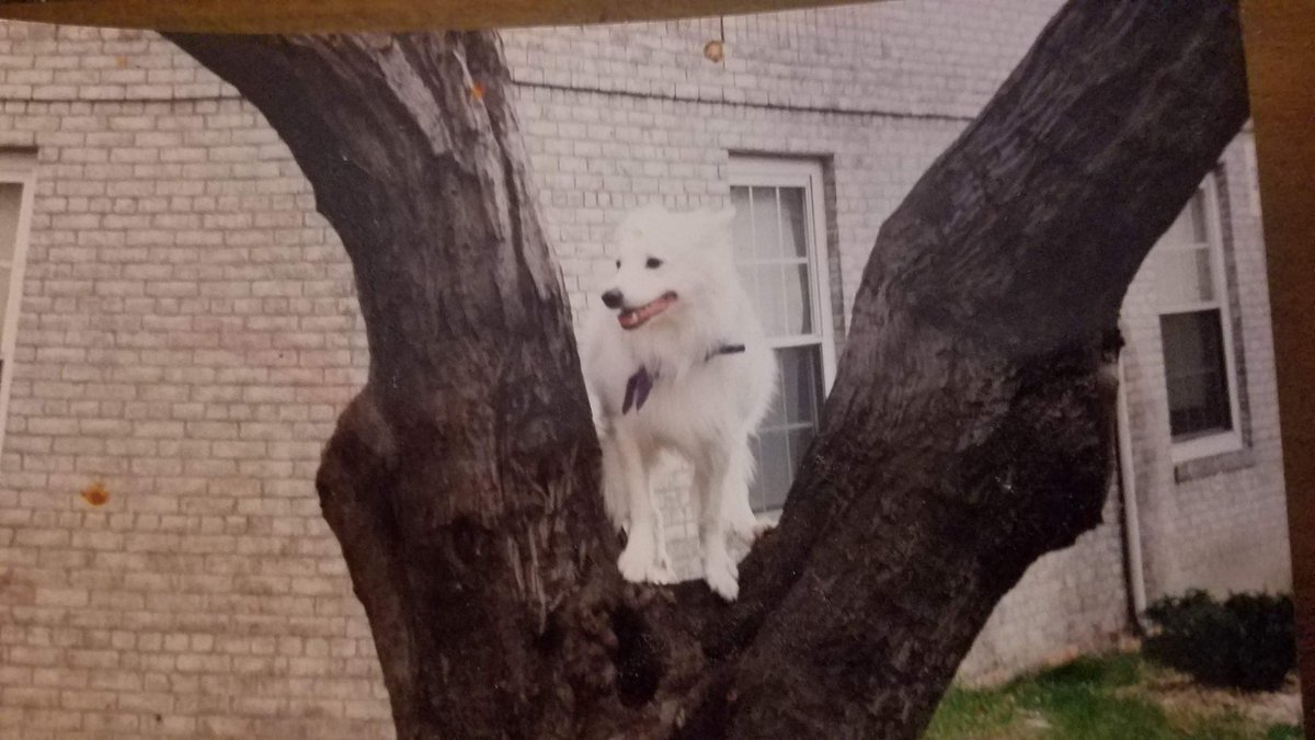 ferris316's tweet image. Bat bat was one with the squirrels 
#Batbat