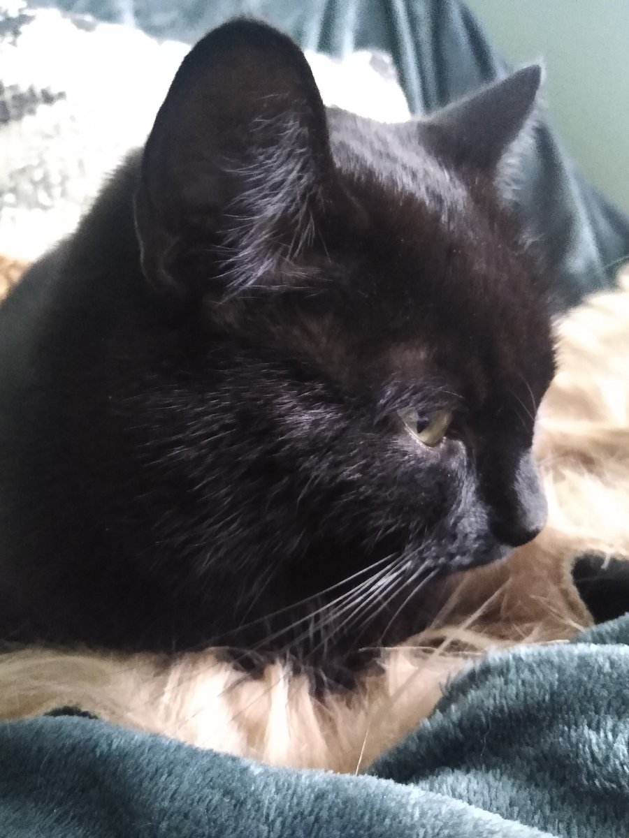 GFSpiers's tweet photo. Fluffy pudster  🐈‍⬛ #CatsOfTwitter https://t.co/YVGfzJsgcG