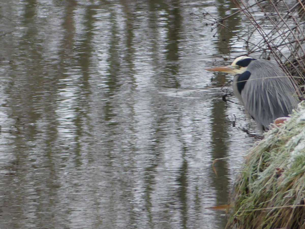 Grey Heron at Merkinch Nature Reserve 

#greyheron #birds #nature #heron #bird #wildlife #birdphotography #birdsofinstagram #naturephotography #wildlifephotography #birdwatching #photography #naturelovers #birdlovers #birding #heronsofinstagram #herons #birdstagram #animals