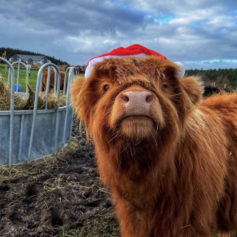 📅 22nd December 2022
🐮 Tammy
🏷️ Instagram/birkenbraehighlands
💕 #animaloftheday