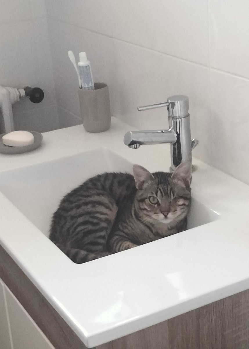 Davbzh1978's tweet image. #chatperche 
#chatcache