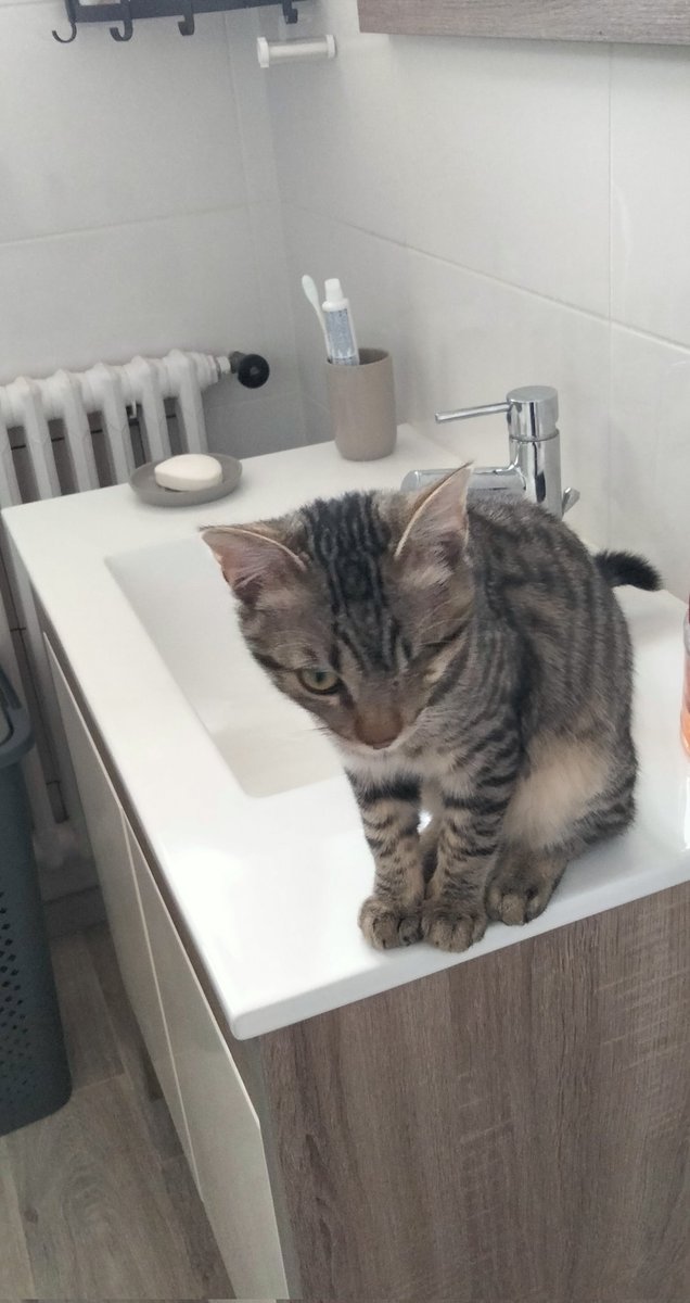 Davbzh1978's tweet image. #chatperche 
#chatcache