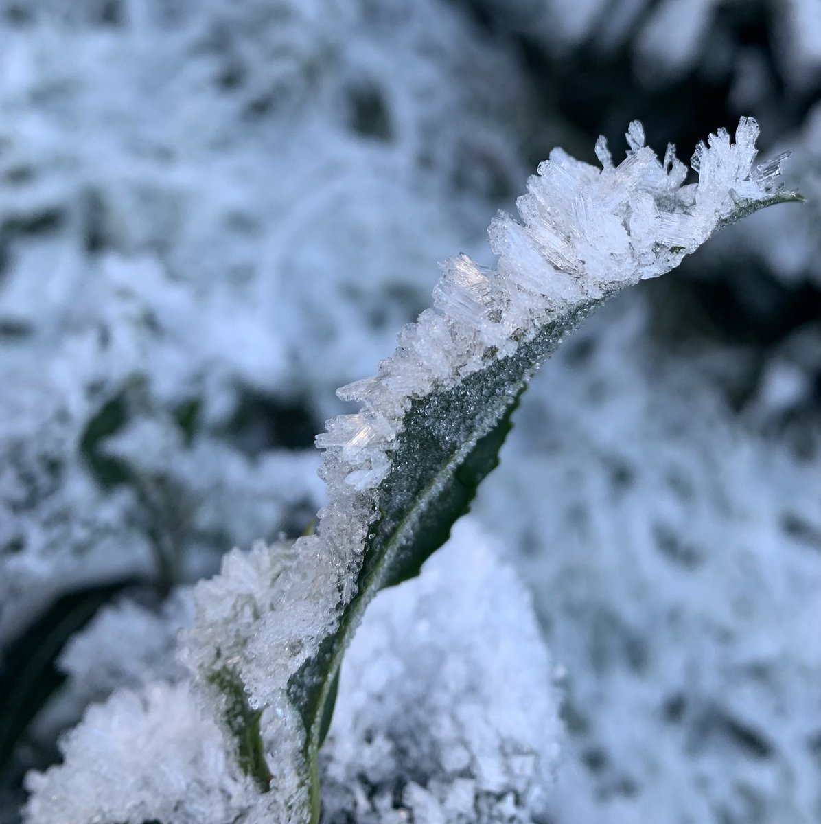 TeaGardenScot's tweet photo. Iced tea anyone? Winter is biting in Scotland #camelliasinensis #scottishtea https://t.co/qw4pVxrWu1
