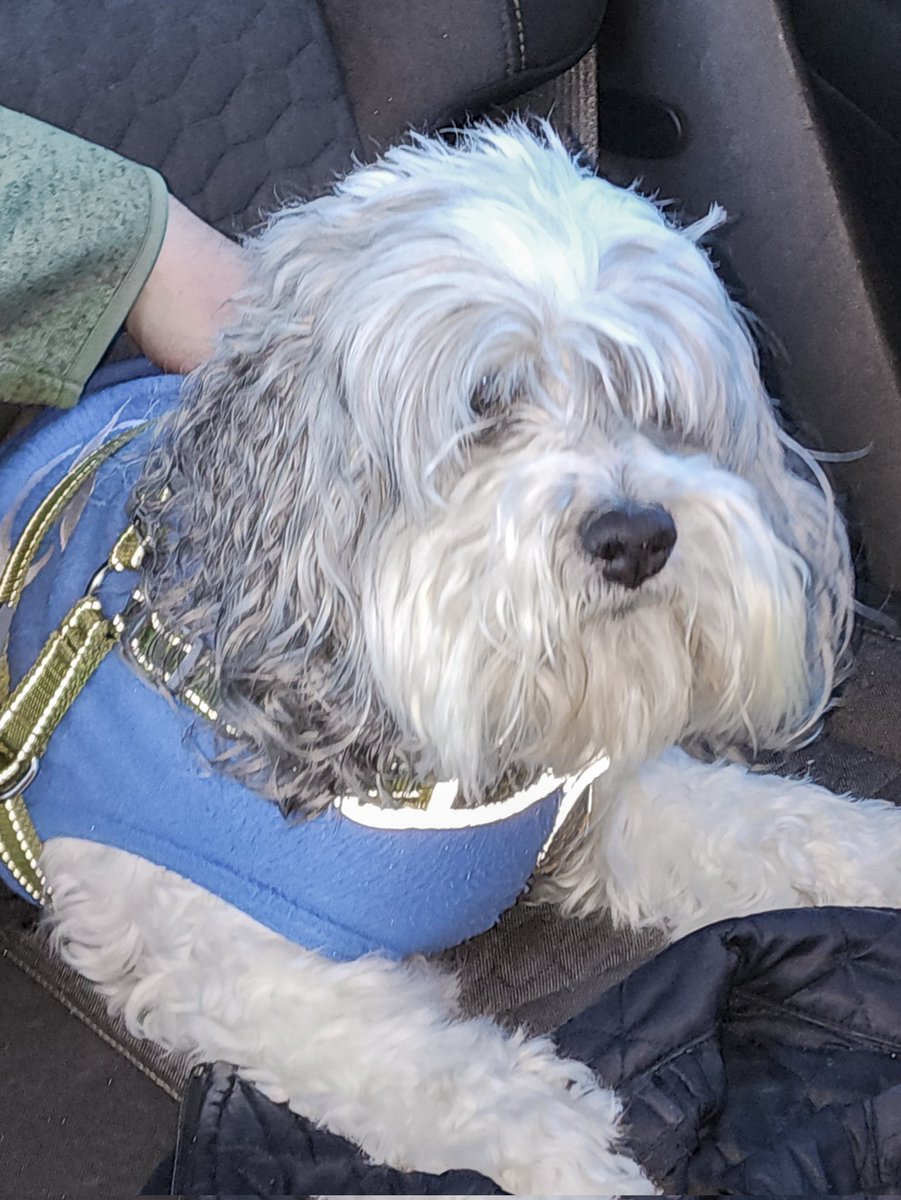Kiki_Loves_Life's tweet photo. #CrabbyCockapoo sighting in Nashville https://t.co/gWO1UdPffq