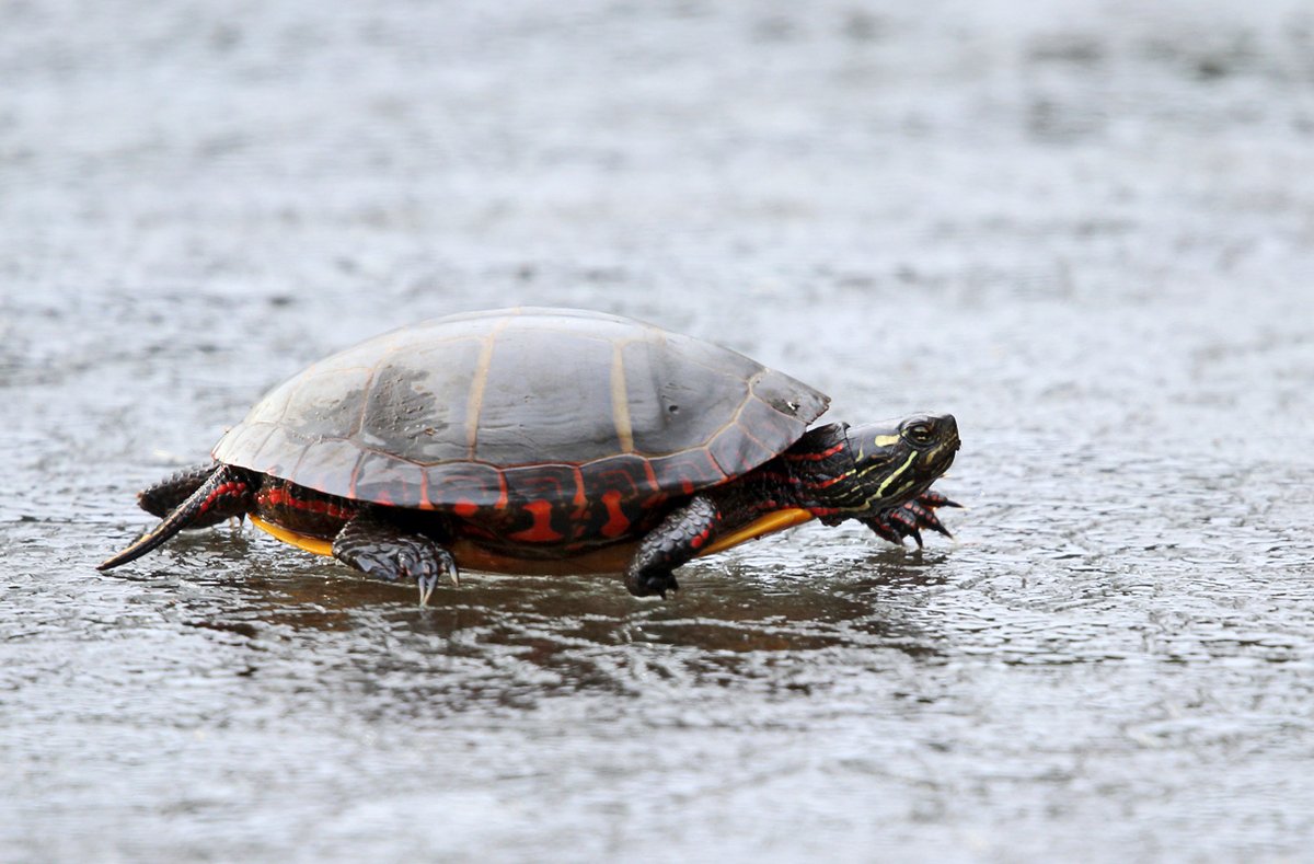 USFWS News on Twitter: 