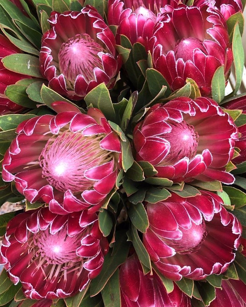DianaR_Resendiz's tweet photo. CHEERS to the #Pantone #Colorof2023: Viva Magenta 18-1750. A shade rooted in nature descending from the red family & expressive of a new signal of strength. #VivaMagenta is #brave + fearless, & a pulsating color whose exuberance promotes a joyous celebration. #protea #brenda https://t.co/yBdTNrAgXk