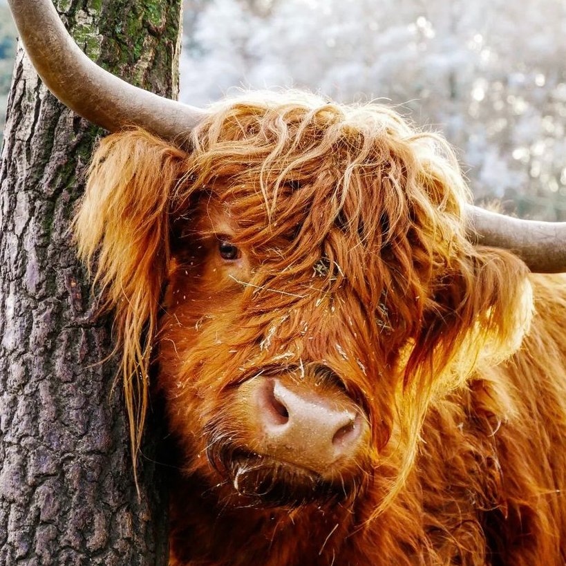 📅 24th December 2022
🏷️ Instagram/gruenzeng_and_gedoens
💕 #animaloftheday