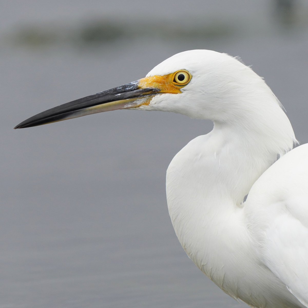 PittaTours's tweet photo. Close up of a SNOWY EGRET #california #birds #californiabirds #birdtours #egret #snowyegret https://t.co/oaKOXj8od2