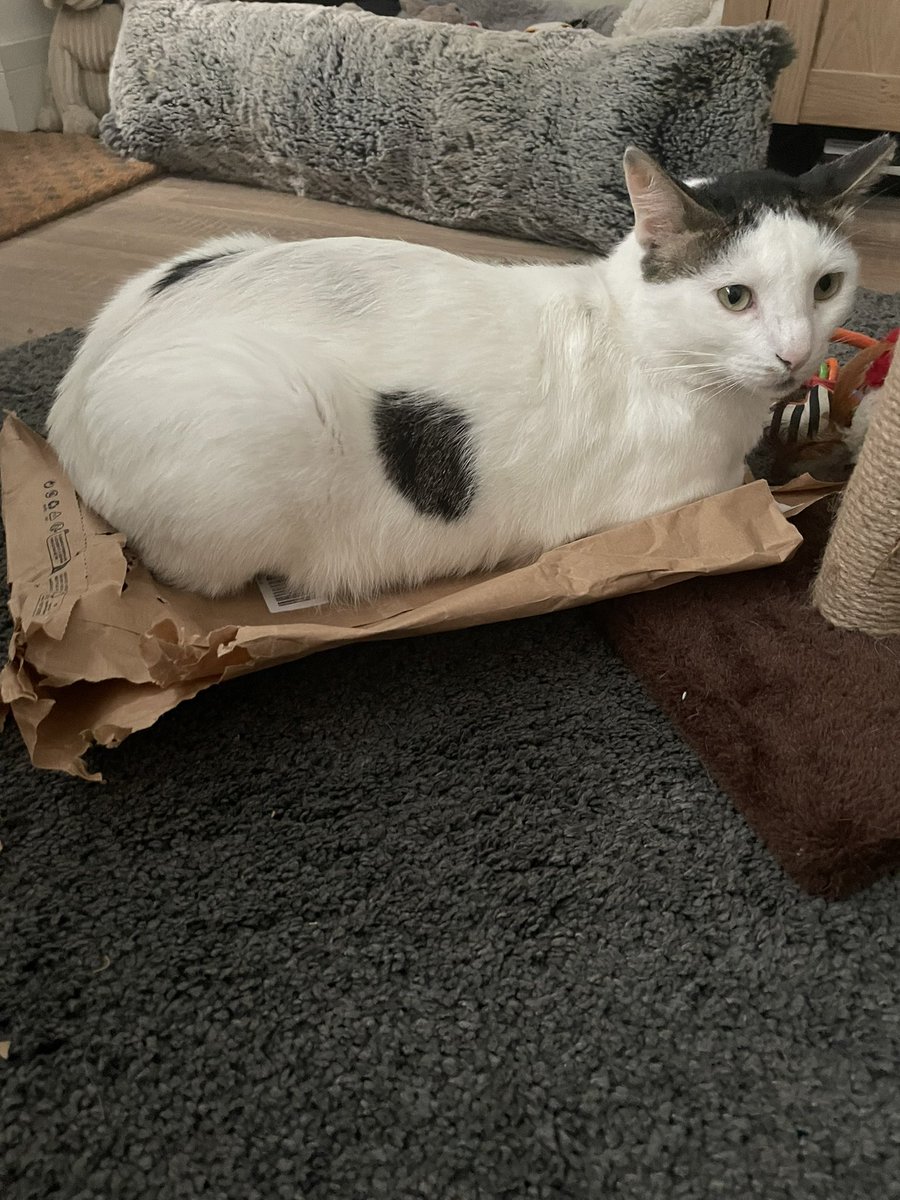 When your foster cat loves an <a href="/AmazonUK/">Amazon.co.uk</a> packaging bag  #bag2 #bag1destroyed