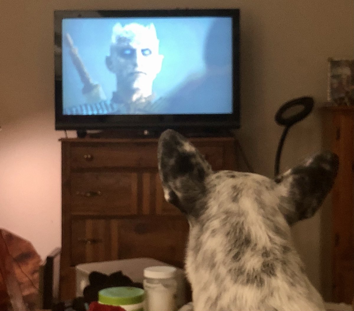 IamDaisyMae2's tweet photo. @lynnesymington @MrAndrewCotter Priscilla agrees https://t.co/7MRdpoENm2