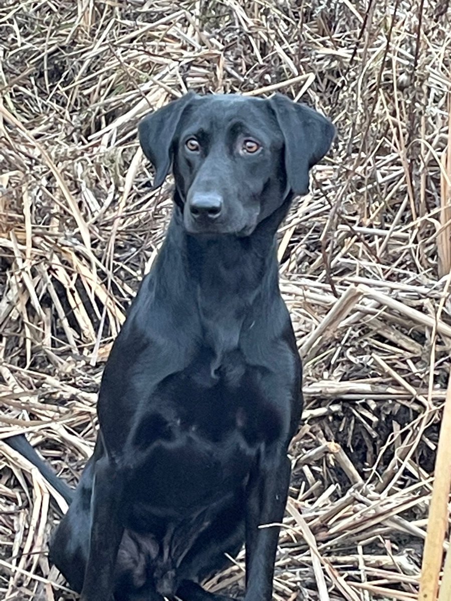 West District officers are asking the public to keep an eye out for a black 2019 BMW X5 (plate DEM499) stolen at 8:20 am in Old Tuxedo. The SUV had a 70lb black Lab (w/ a red collar) named 'Fitz' in it when it was taken. Any info? Please call 204-986-6222 or 911 if an emergency.