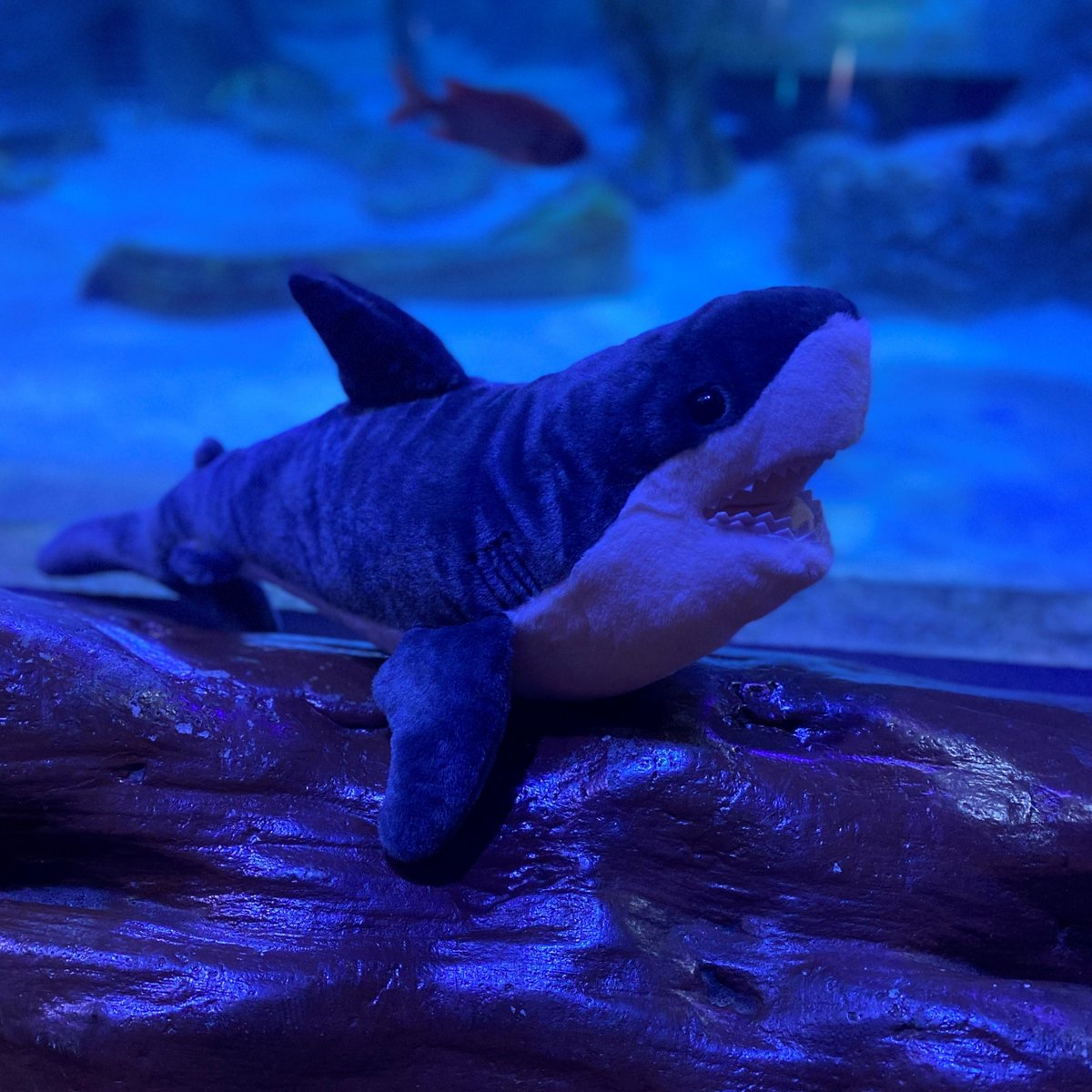 12 DAYS OF GIVEAWAYS – DAY 8

Today you can win a shark you can actually take home after your visit! 

How to enter: 
- Follow the <a href="/SeaLifeTrust/">SEA LIFE Trust</a> and learn about the amazing work SEA LIFE does for marine life globally
- reply with your favorite shark species below