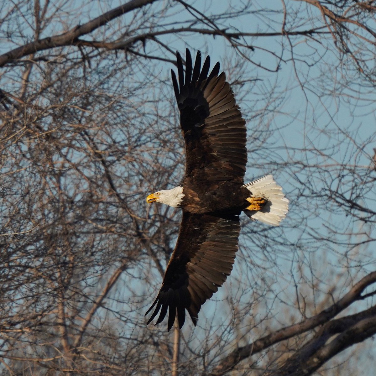 PittaTours's tweet photo. This BALD EAGLE was from last winter when I was testing out my new Sony rig. I’ve come a long ways since that cold afternoon! #utah #birds #utahbirds #birdtours #eagle #baldeagle https://t.co/mckxynnXHl