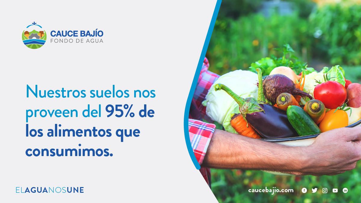 Los suelos nos brindan servicios ecosistémicos: son soporte nutricional a las plantas, responsables de la calidad del agua, fuente de energía orgánica para cultivos y  grandes reservorios de energía; por esto es importante procurar su salud y profundizar su relación con el agua.