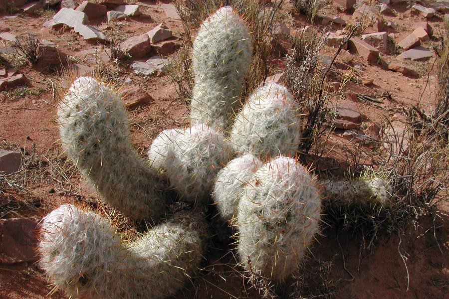 SucculentAlley's tweet photo. Oreocereus trollii: Care and Propagation Guide https://t.co/Q0wWv9vUjd https://t.co/Mz4pbWDcWV