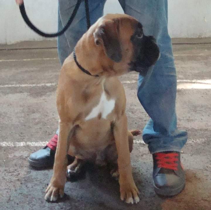 BoxersDog's tweet image. 