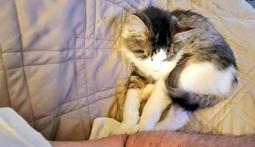 Great progress. Edison laying his paws on my arm as he sleeps on the couch next to me. 
Hes a sweet cat that needed a good home. He found it.