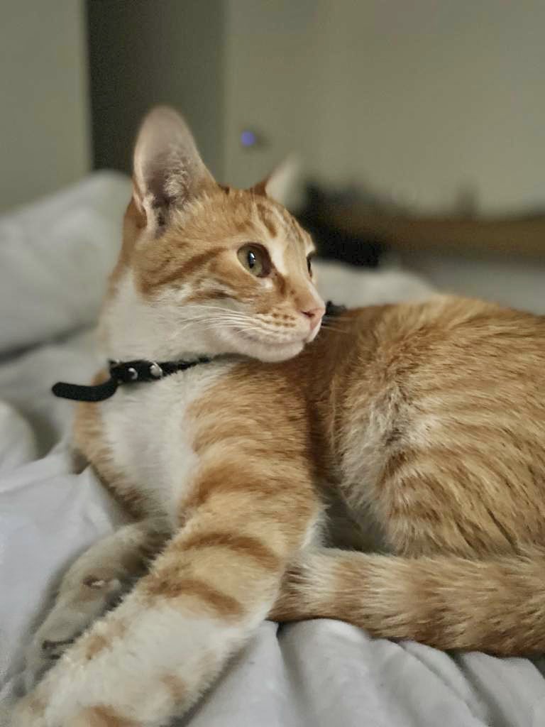 FlorBmedin's tweet photo. Se perdió mi gato, se llama Milo y responde a su nombre. Zona castelar, Hipolito Bouchardo y Quintana. Por favor si alguien lo ve me llama 1131639296. Es muuuuuy cariñoso. 
PORFA AYUDEN CON RT 🙏🏻🙏🏻🙏🏻🙏🏻🙏🏻🙏🏻🙏🏻🙏🏻🙏🏻 https://t.co/7mJpfYiHh8