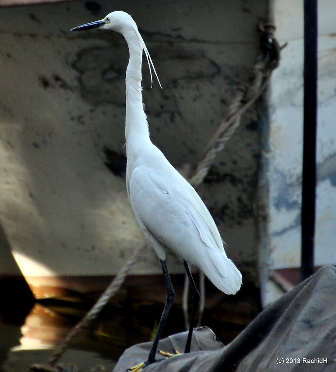 rachidH's tweet photo. #Egret #LittleEgret #Egretta #Egarzetta #AigretteGarzette #Nile #Giza #Egypt
Rachid H shared a photo with you from the Flickr app! Check it out:
https://t.co/PNK6q2hk55 https://t.co/agIGFHuuLE