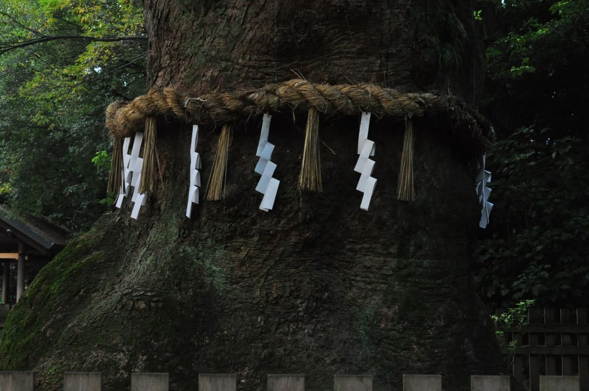 CaminoAquelarre's tweet photo. Según el folclore japonés y las creencias sintoístas, un yorishiro (依り代) es el hogar de un espíritu llamado kami. Los árboles viejos tienden a ser honrados como yorishiro como parte del Shinto. Los árboles y los espíritus de la naturaleza están muy unidos en Japón. https://t.co/fLrZlXUmhE