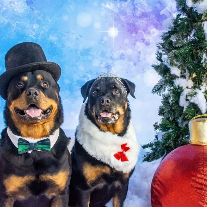 In Arizona we make our own winter wonderland.  The best of the Season to you all 🥰🎄🐾🥰
#dogsoftwitter #Rottweilers #akcdogs #christmasdogs #ILoveRottweilers