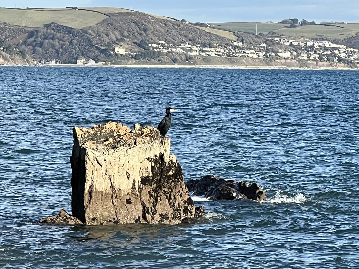 bryce_isobel's tweet photo. Winter sunshine did the soul good at #Hannafore #WestLooe #Cornwall this afternoon and then it was back to #EastLooe to pick up Bassetti Liquorice supplies for @HenrietteMulero from #TigerTreats 😊and the obligatory Christmas fish &amp; seafood from #PengellysFishmongers #ShopLocal https://t.co/qx2pkS7uaC