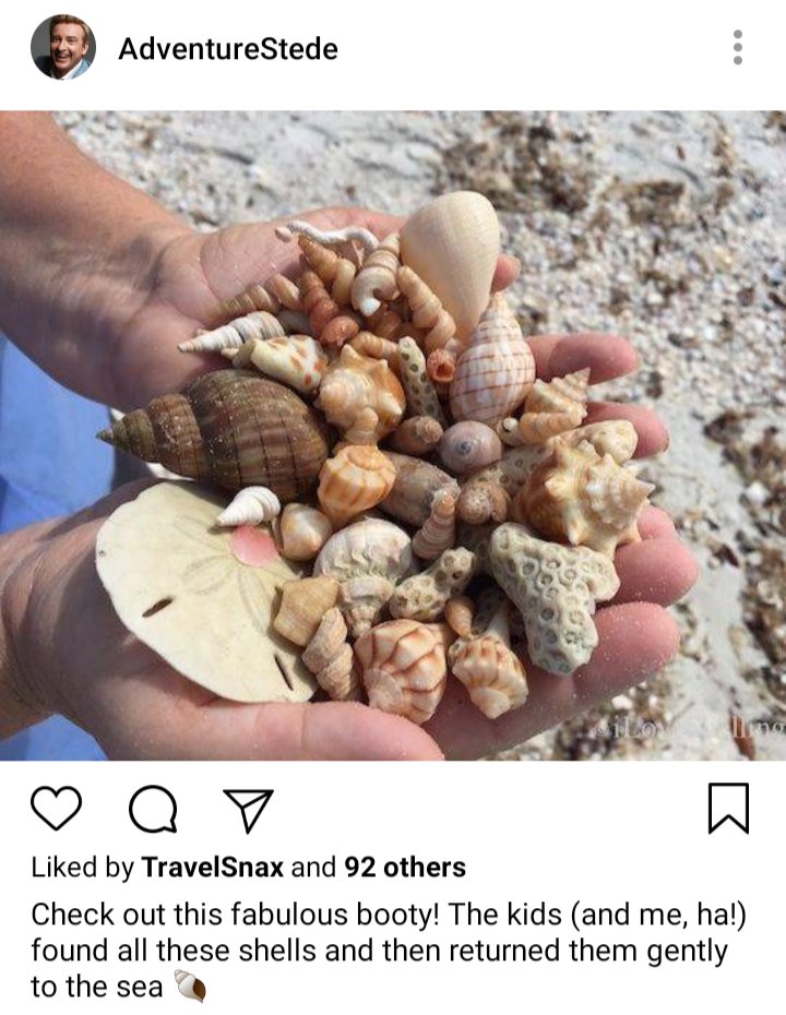 Stede's IG. Photo of seashells in a hand. Caption reads "check out this fabulous booty! The kids (and me, ha!) found all these shells and then returned them gently to the sea" 
