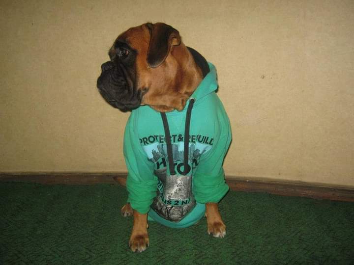 BoxersDog's tweet image. 