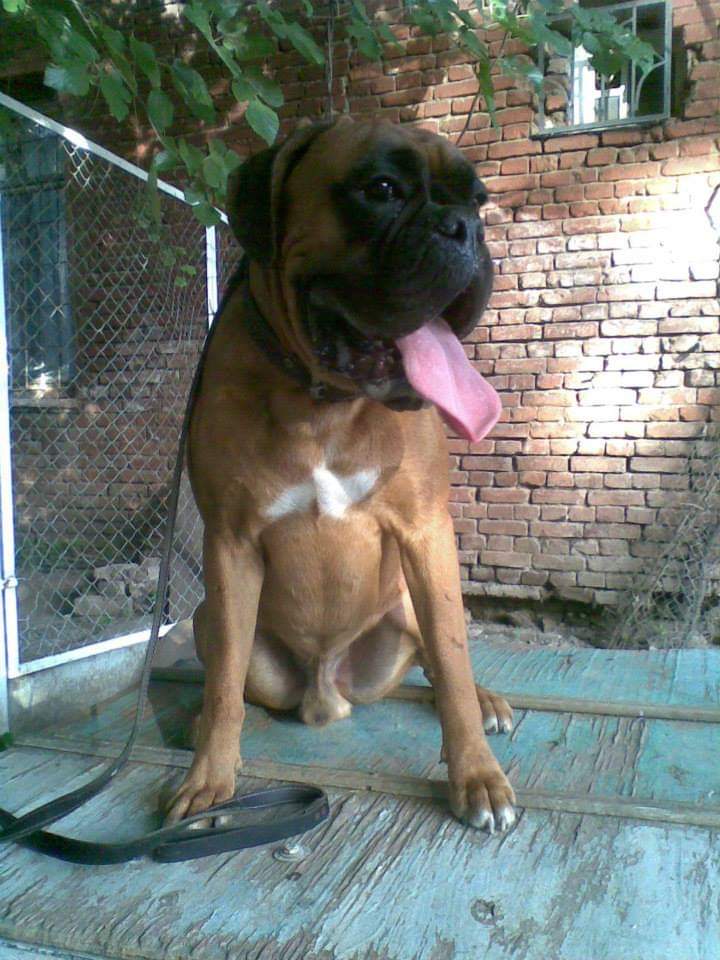 BoxersDog's tweet image. 