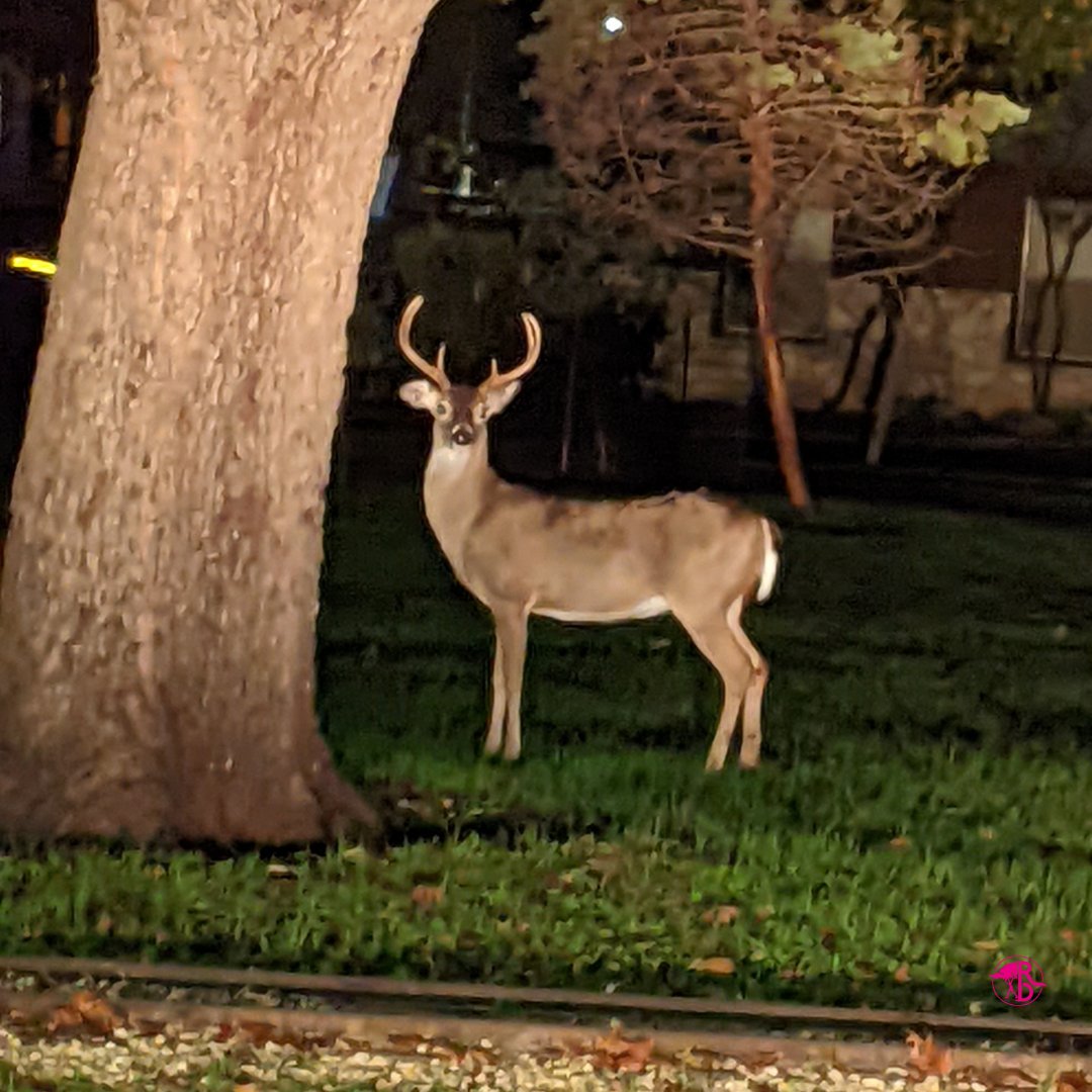 RootlessDestin1's tweet photo. This beautiful buck posed perfectly for his pic. He was with his posse. ;)
#texastodo #daretostreamalone #adventure #paraunity #art #travel #photography
#life #lifestyle #exploremore #explorers #nature
#naturephotography #thecreativeshots #subscribeonyoutube #rootlessdestinations https://t.co/oBxVMH0zTA