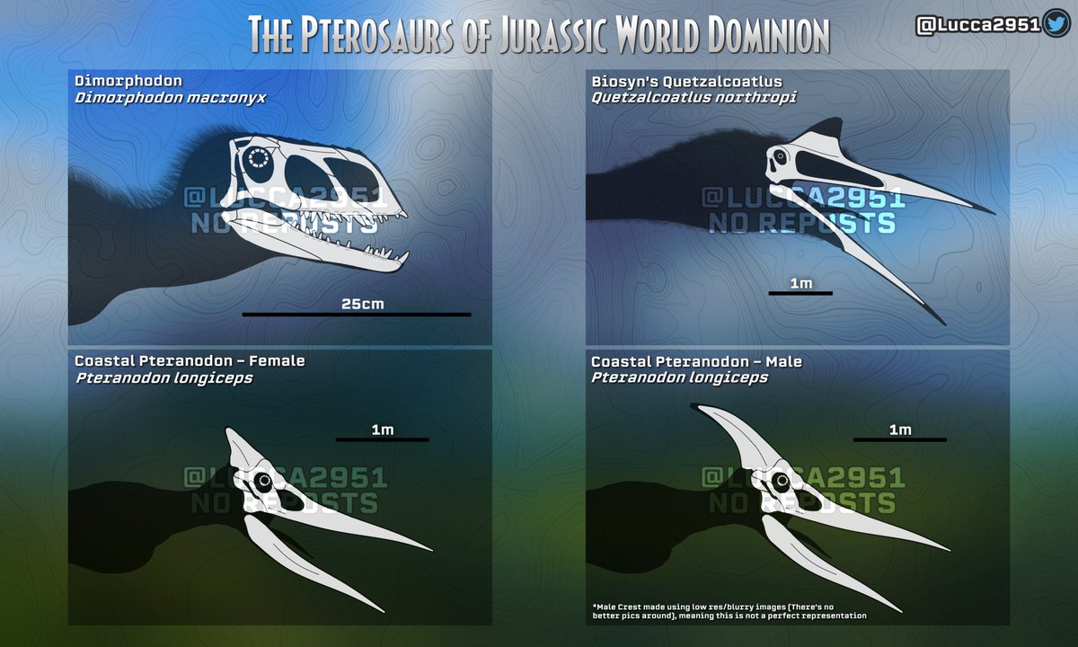 Dimorphodon, the Coastal Pteranodon breed, and the inclusion of the Quetzalcoatlus, form the Pterosaur roster in JW Dominion Showing here their skulls, now with scale bar that I forgot for the raptors😅 #JurassicPark #JurassicWorld #Pteranodon #Dimorphodon #Quetzalcoatlus