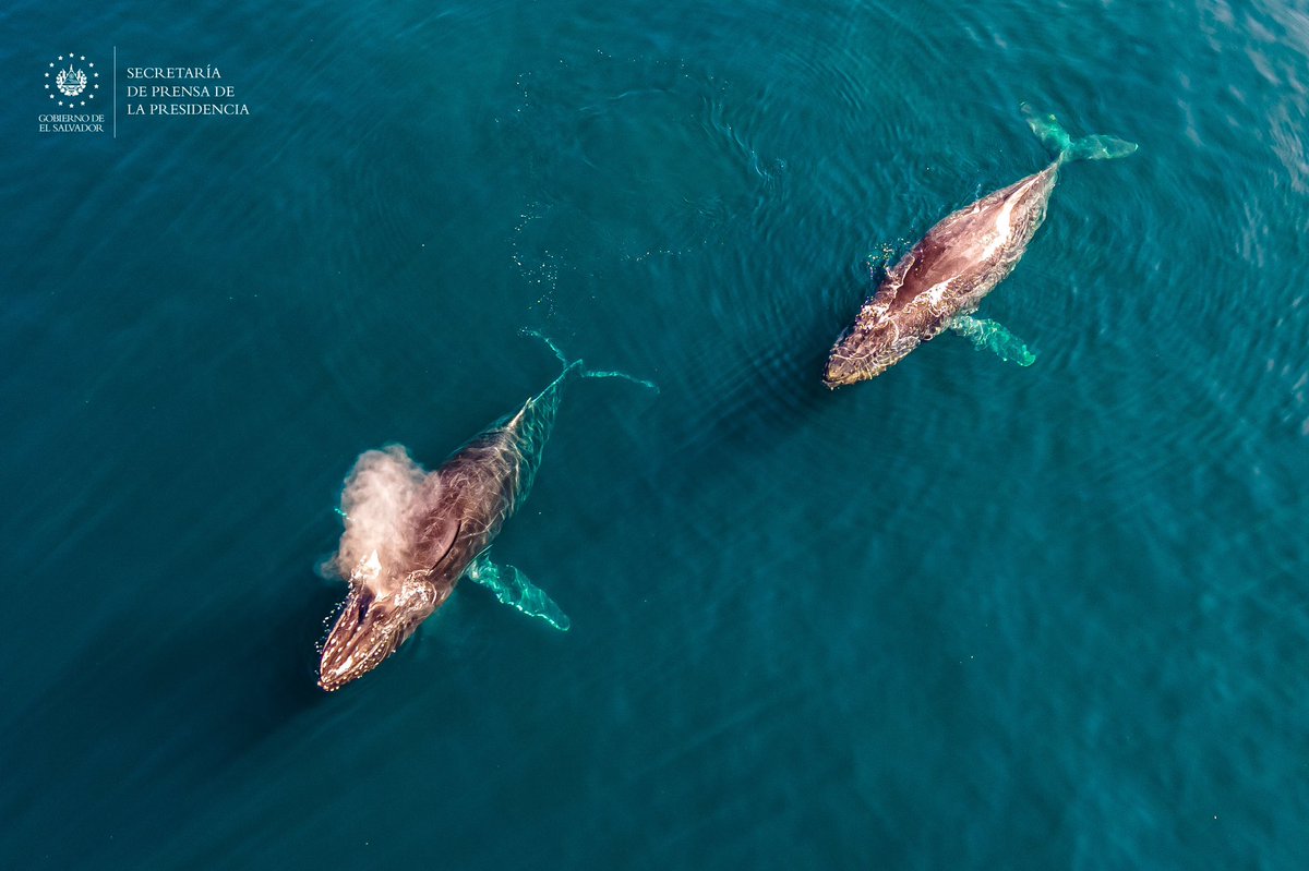 #CruceroNorwegianJewel | El avistamiento de ballenas es un regalo de la naturaleza a los visitantes que recién llegan al país. ¡Todo un espectáculo de bienvenida! #SecretaríaDePrensa