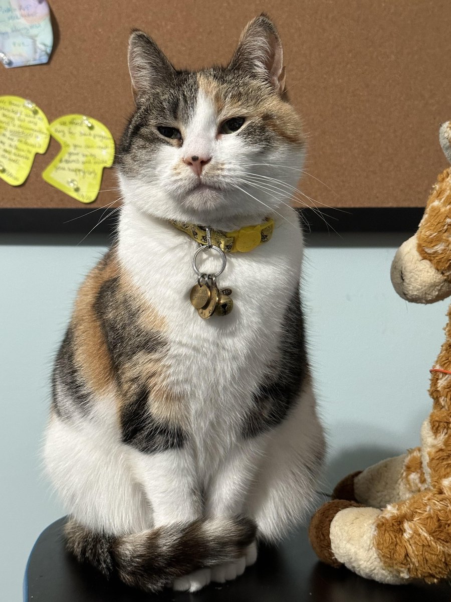 michaelscat2's tweet photo. I am sad. May I see your kitty cats? They make me happy. Here is mine: Honey Pot https://t.co/JF1XkMJxTb