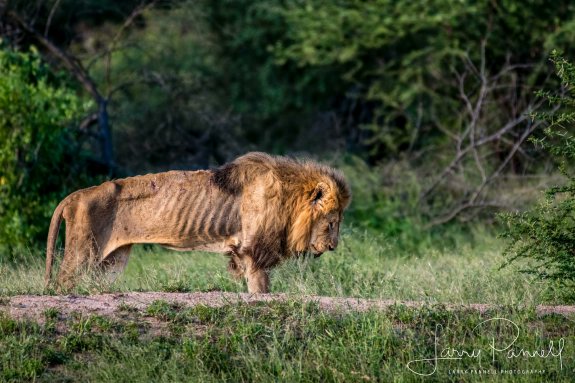 The Death of a King, by Larry Pannell ...We decided to try an area where we found a small herd of elephants the day before that was near a watering hole called Rabelias Dam near Orpen Camp. Upon arriving we notice a large male lion crouching on the shore.