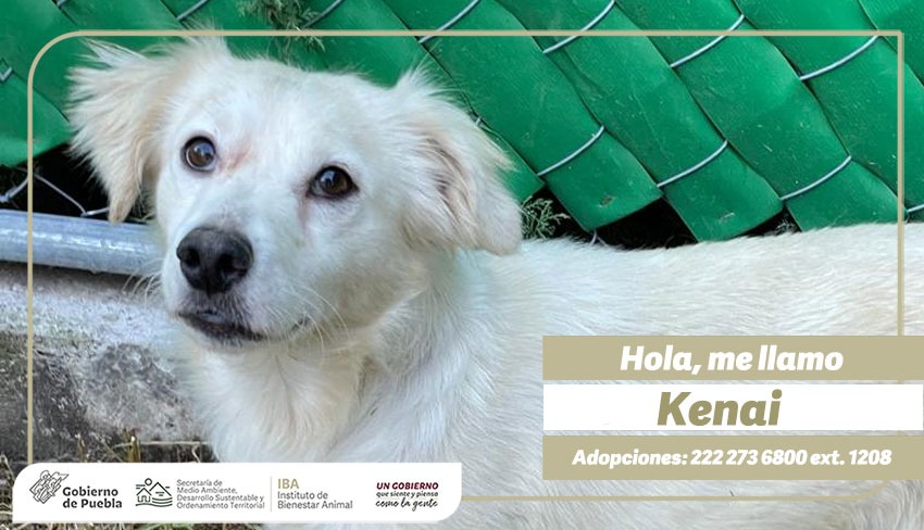 IBAGobPue's tweet photo. Cuando lo conocimos estaba amarrado y tenía por mejor amigo a una roca 🪨, pero hoy,  Kenai, un perrito 🐶 con mucha energía, tiene el talento de brincar por todos lados, es de tamaño pequeño pero tiene un gran corazón ❤️. #AmorAPrimeraVista https://t.co/4DhaoGxkcD