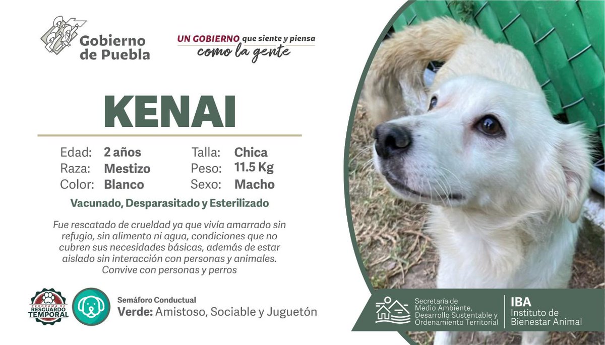 IBAGobPue's tweet photo. Cuando lo conocimos estaba amarrado y tenía por mejor amigo a una roca 🪨, pero hoy,  Kenai, un perrito 🐶 con mucha energía, tiene el talento de brincar por todos lados, es de tamaño pequeño pero tiene un gran corazón ❤️. #AmorAPrimeraVista https://t.co/4DhaoGxkcD