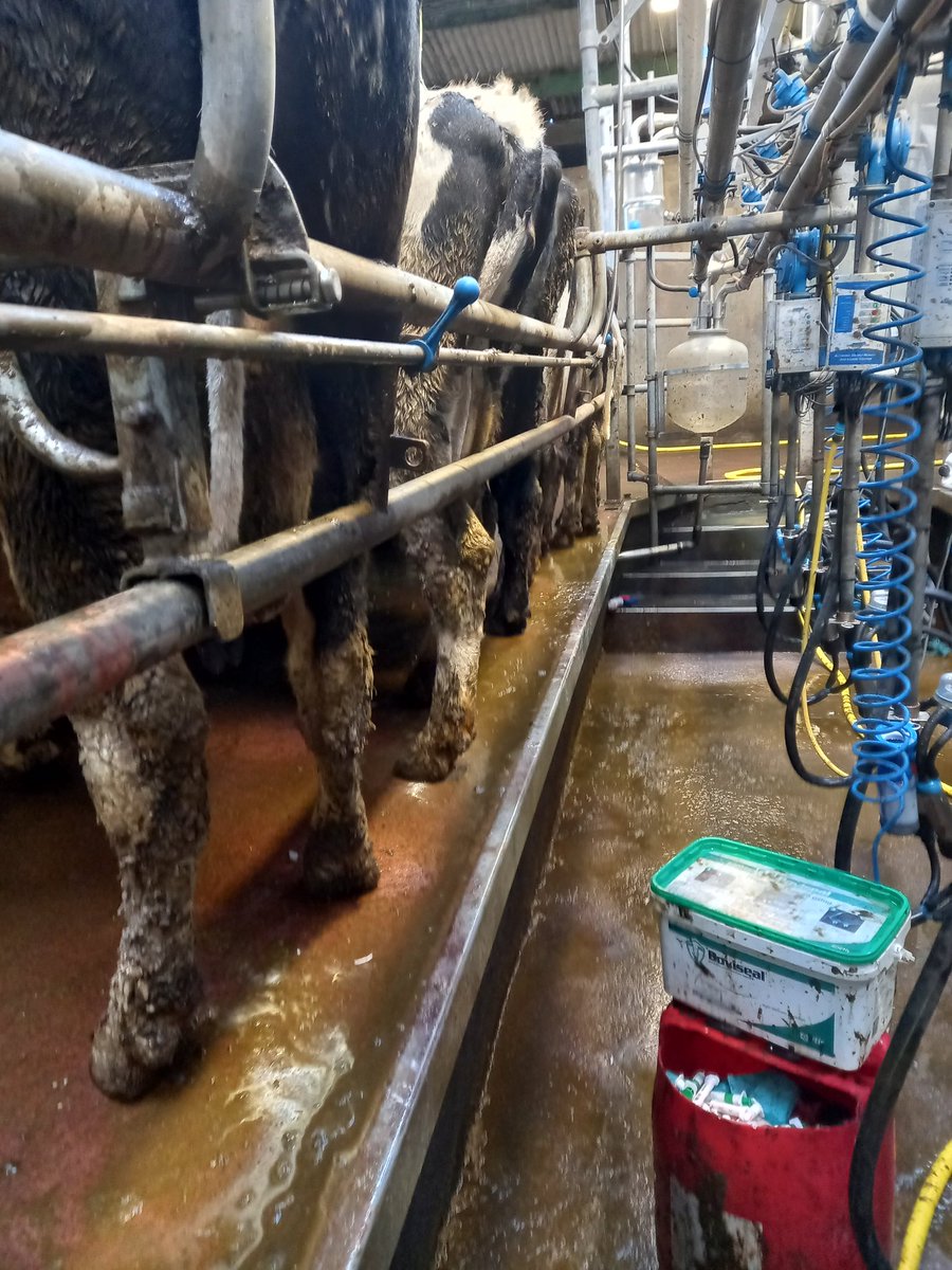 2022 milking season over and out. Been a good first year. And a good shift from the main ladies.