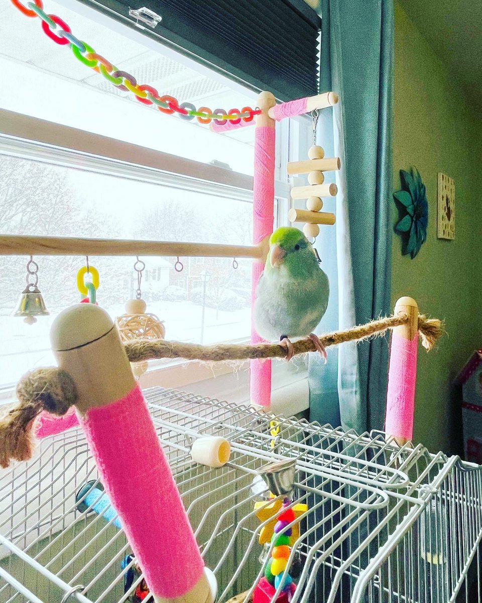 PaxMule's tweet photo. “What do you mean Santa doesn’t come until next week?”

#earlypresent #worldtraveler #Apollo #parrotletsofinstagram #birb https://t.co/TU4ovbktUs