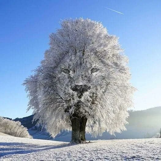 LionsSubic's tweet photo. Let it snow, let it snow, let it snow!

https://t.co/vbM1JRBj7i

#WeServe #KindnessMatters #LionsClubs #Christmas #Christmas2022 #SBCLC #SBCLions https://t.co/MnnttXNw5u