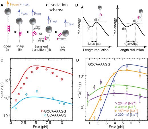 DNA_Nanotech's tweet image. Displacement and dissociation of oligonucleotides during DNA hairpin closure under strain 
academic.oup.com/nar/article/50…