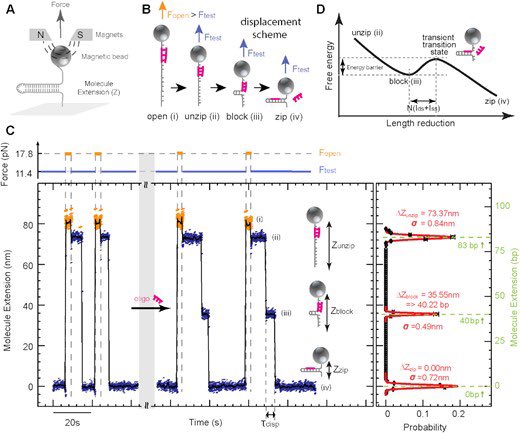 DNA_Nanotech's tweet image. Displacement and dissociation of oligonucleotides during DNA hairpin closure under strain 
academic.oup.com/nar/article/50…