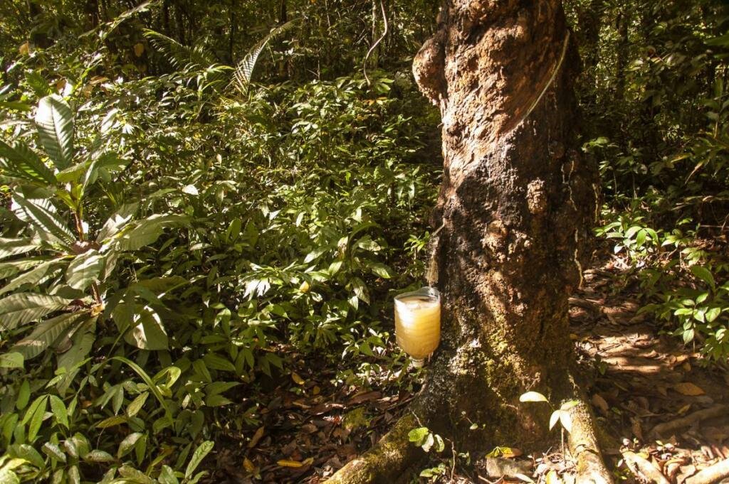 Какое дерево вырабатывает дизельное топливо? В тропических лесах Бразилии из ствола дерева Копаифера (Copaifera langsdorffii) вытекает сок, по своему составу почти не отличающийся от состава дизельного топлива. Его можно без переработки заливать в бак автомобиля. #интересность